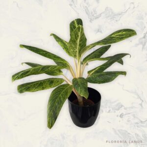 Aglonema con Porta Maceta