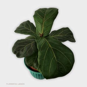 Ficus Pandurata