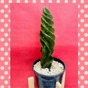Cactus Espiralado