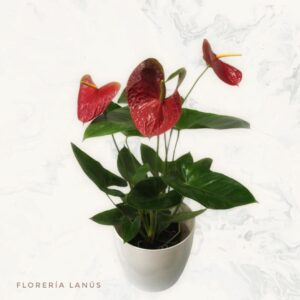 Anthurium